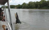 Feeding of an aligator